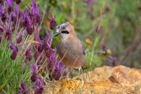 Eurasian jay (Garrulus glandarius fasciatus) adult foraging in rocky terrain with wildflowers in