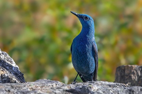 Blue rock thrush (Monticola solitarius) adult male perched on rock in Spain, South Europe