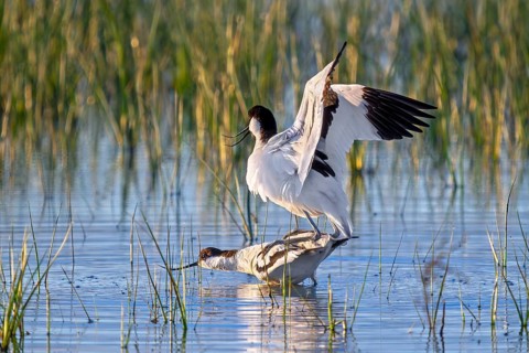 Pied avocet (Recurvirostra avosetta) pair mating in shallow water of pond in wetland in spring