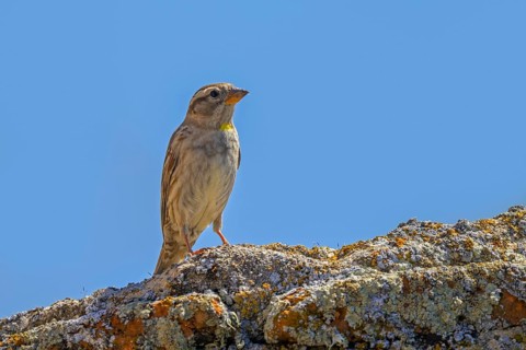 Rock sparrow, rock petronia (Petronia petronia petronia, Fringilla petronia) perched on old stone
