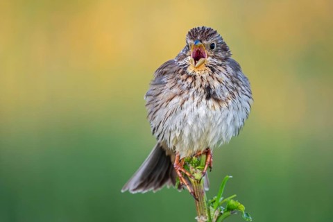 Corn bunting (Emberiza calandra, Emberiza miliaria) calling in spring