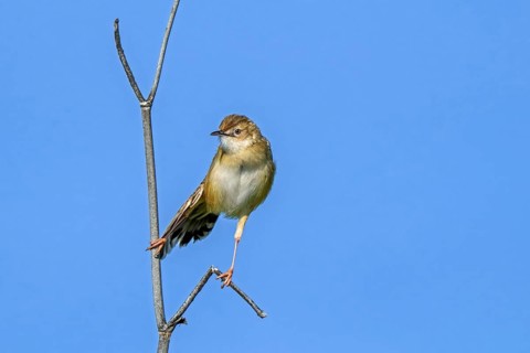 Zitting cisticola, fan-tailed warbler, streaked fantail warbler (Cisticola juncidis cisticola)