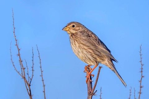 Corn bunting (Emberiza calandra) adult perched on stem in spring