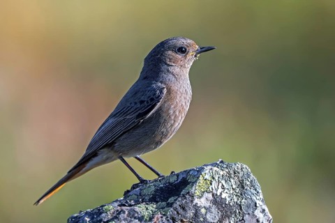 Black redstart (Phoenicurus ochruros aterrimus) adult female perched on rock in spring,