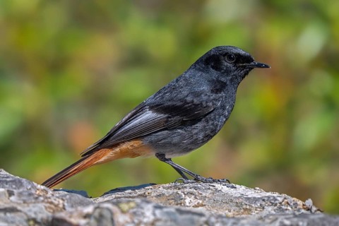 Black redstart (Phoenicurus ochruros aterrimus) adult male perched on rock in spring, Extremadura,