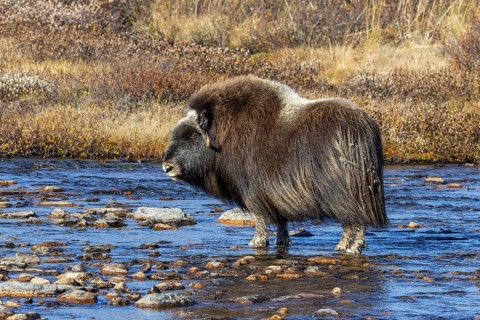Muskox (Ovibos moschatus) female, cow crossing stream on the tundra in autumn, fall,