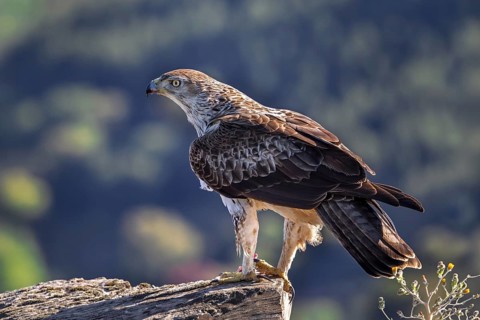 Bonelli's eagle (Aquila fasciata) adult male perched on rock in spring, Spain