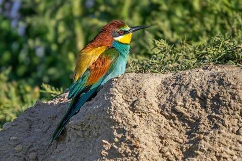 European bee-eater (Merops apiaster) adult male in breeding plumage resting on steep riverbank in