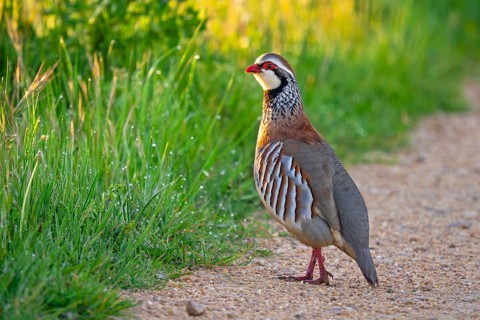 Red-legged partridge (Alectoris rufa hispanica, Tetrao rufus) foraging in spring, Castile and León,