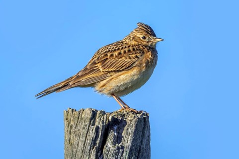 Eurasian skylark (Alauda arvensis sierrae) perched on wooden fence post along meadow in spring,