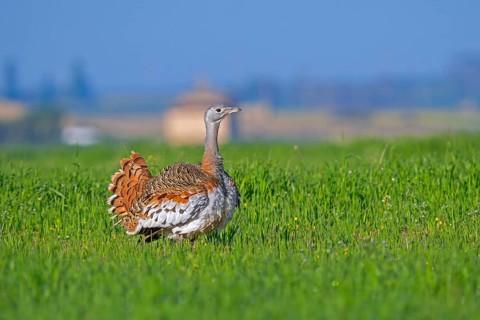 Great bustard (Otis tarda) male in breeding plumage displaying in field, grassland, farmland in