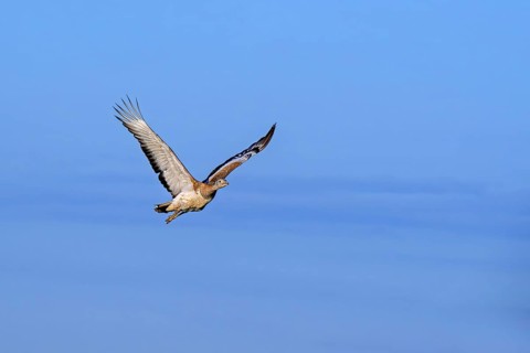Great bustard (Otis tarda) female in flight against blue sky in spring, Castile and Leon, Castilla