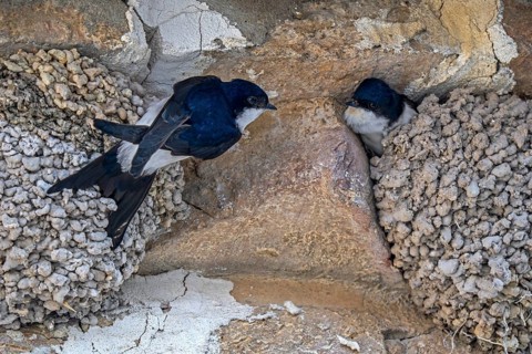 Two western house martins (Delichon urbicum) at nests outside stone building in spring