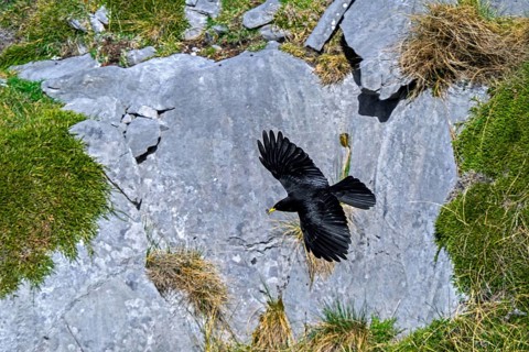 Alpine chough, yellow-billed chough (Pyrrhocorax graculus, Corvus graculus) flying along mountain
