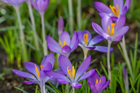 Woodland crocuses / early crocus / Tommasini's crocuses / tommies (Crocus tommasinianus) in flower
