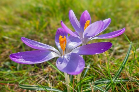 Two woodland crocuses / early crocus / Tommasini's crocuses / tommies (Crocus tommasinianus) in
