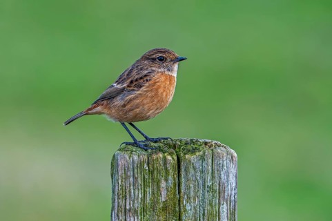 European stonechat (Saxicola rubicola / Motacilla rubicola) female perched on wooden fence post