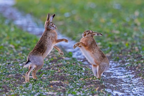 European brown hares (Lepus europaeus) female / doe boxing / fighting with male / buck in field