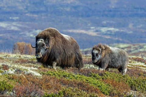 Muskox (Ovibos moschatus) cow / female with calf foraging on the tundra in autumn / fall,