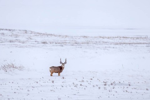 Rocky Mountain mule deer (Odocoileus hemionus) buck foraging on snow covered prairie in winter,
