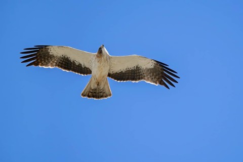 Booted eagle (Hieraaetus pennatus / Aquila pennata) light morph in flight against blue sky, Spain