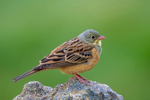 Ortolan bunting (Emberiza hortulana) adult male perched on rock in spring