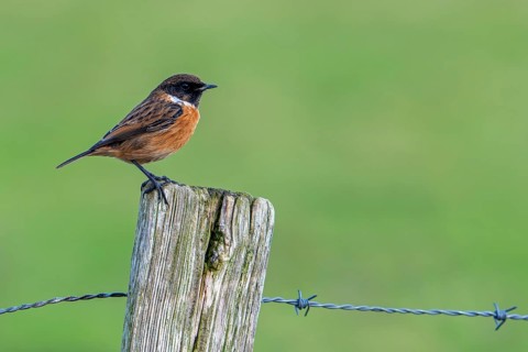 European stonechat (Saxicola rubicola / Motacilla rubicola) male perched on wooden fence post along