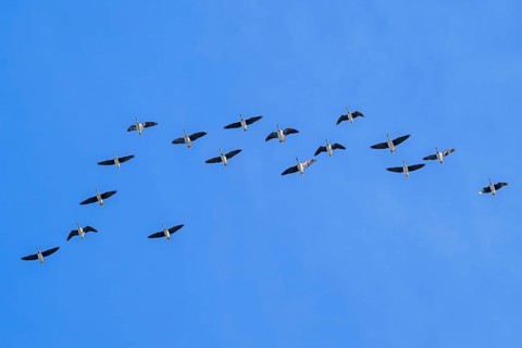 Flock of migrating tundra bean geese (Anser serrirostris) flying in V-formation against blue sky in