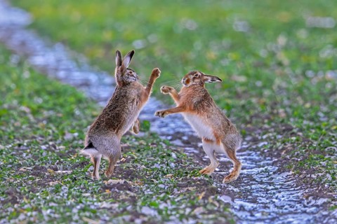 European brown hares (Lepus europaeus) female, doe boxing, fighting with male, buck in field during