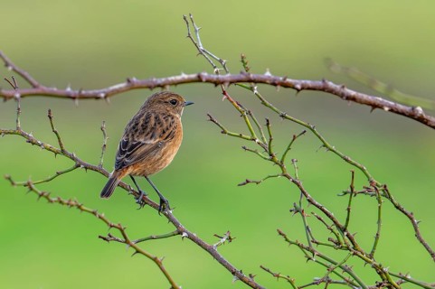 European stonechat (Saxicola rubicola / Motacilla rubicola) female perched in thornbush along