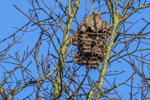 Old deserted secondary paper nest of Asian hornets / yellow-legged hornets / Asian predatory wasps