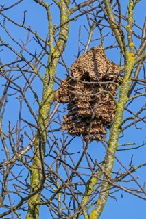 Old deserted secondary paper nest of Asian hornets / yellow-legged hornets / Asian predatory wasps