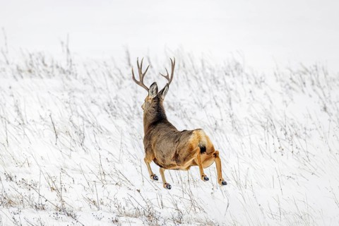 Fleeing Rocky Mountain mule deer (Odocoileus hemionus) buck running and jumping over snow covered