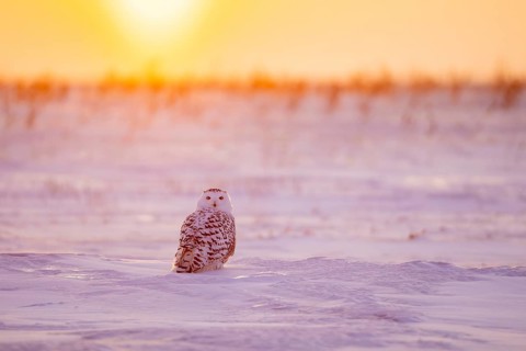 Snowy owl / polar owl / white owl / Arctic owl (Bubo scandiacus / Strix scandiaca) adult female on