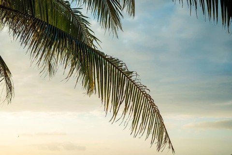 A peaceful sunrise behind a gently swaying palm tree in Thailand. The sky is painted with soft hues