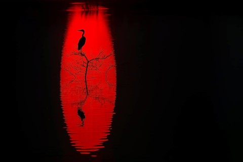 A striking silhouette of a heron perched on a tree against a vibrant red background reflected in