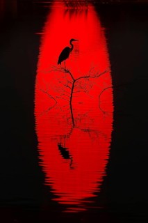 A heron perches on a branch silhouetted against a vibrant red reflection on water of sun at sunset.