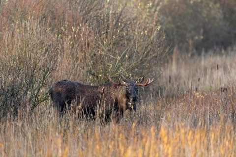 In the late afternoon the cloud cover breaks and the November sun bathes the bull moose (Alces