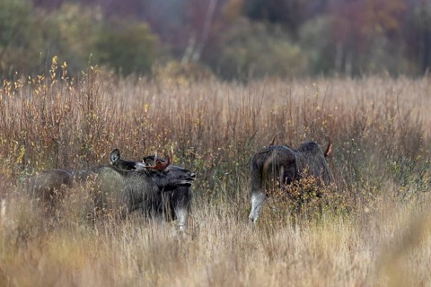The bull moose (Alces alces) stands behind the cow moose and uses the pheromones to check whether