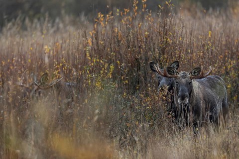 Some moose bulls (Alces alces) accompany a moose cow, rutting season, moose rut, October, Denmark