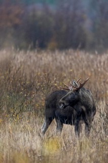 For a brief moment, the bull moose (Alces alces) interrupts its search for food, rutting season,
