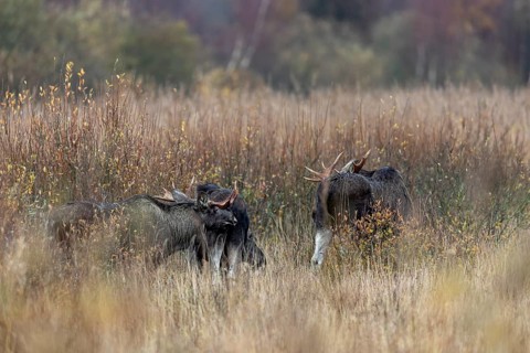 A bull moose (Alces alces) uses the pheromones it secretes to test whether a cow moose is ready to