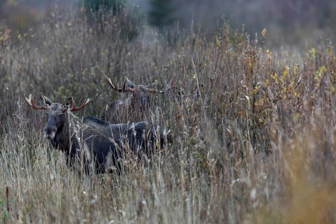 This photo shows three bull moose (Alces alces) and a cow moose and impressively demonstrates how