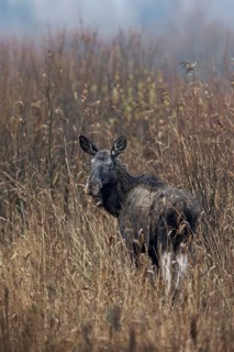 One last look in my direction, then the cow moose (Alces alces) disappears into the reeds, rutting