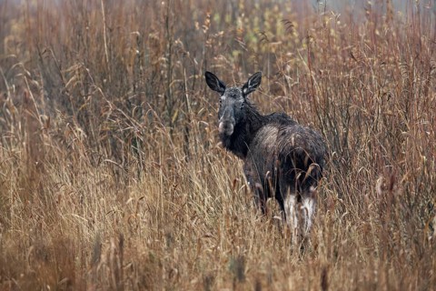 A cow moose (Alces alces) curiously observes the photographer, rutting season, moose rut, October,