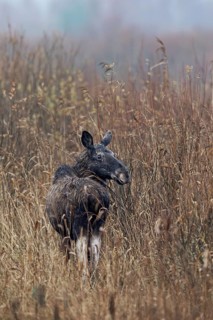 Slowly the cow moose (Alces alces) retreats into the reed belt, rutting season, moose rut, October,