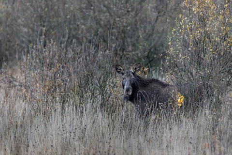A cow moose (Alces alces) has cautiously stepped out of cover and is looking in my direction,