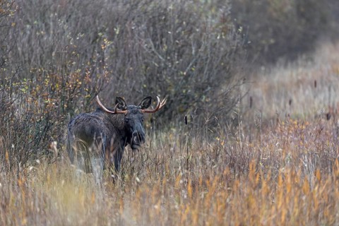 A bull moose (Alces alces) has stepped out of the willow thicket and is looking for food in a