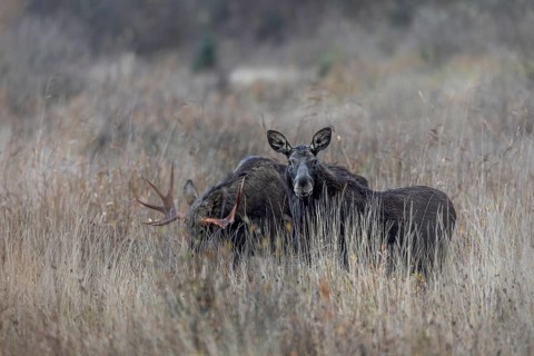 Of the original four bull moose (Alces alces), only one still follows the cow moose, mating season,