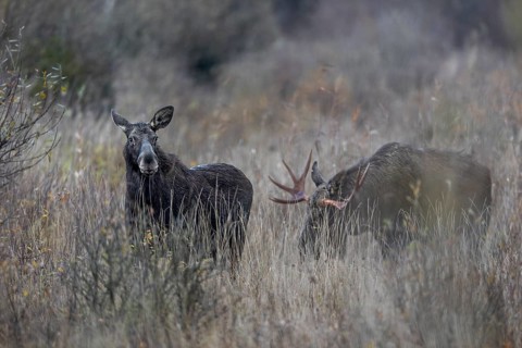 The moose bull (Alces alces) follows the moose cow at a suitable distance, rutting season, moose